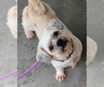 Small #3 Shih Tzu