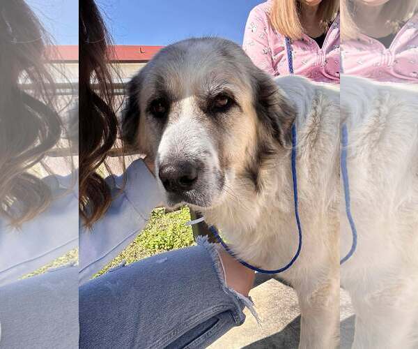 Medium Photo #10 Anatolian Pyrenees Puppy For Sale in Houston, TX, USA