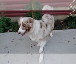 Small Photo #11 Australian Shepherd Puppy For Sale in JEROMESVILLE, OH, USA