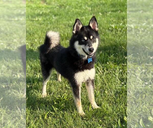Medium Photo #4 Huskies -Pomeranian Mix Puppy For Sale in Spring Lake, NJ, USA