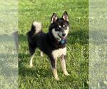Small #3 Huskies -Pomeranian Mix