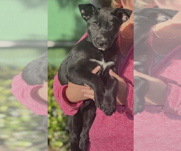 Medium Photo #9 Labrador Retriever-Unknown Mix Puppy For Sale in Dana Point, CA, USA