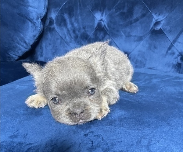 Medium Photo #11 French Bulldog Puppy For Sale in CORPUS CHRISTI, TX, USA