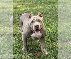 American Bully Puppy for sale in FRANKLIN, KY, USA