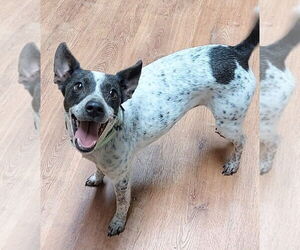 Jack Russell Terrier-Unknown Mix Dogs for adoption in Boston, MA, USA