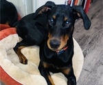 Small Photo #1 Doberman Pinscher Puppy For Sale in NORTH LAS VEGAS, NV, USA