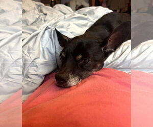 Chihuahua-Unknown Mix Dogs for adoption in Wheaton, IL, USA