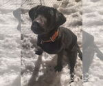Small #16 Labrador Retriever