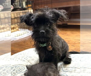 Mutt Dogs for adoption in Wheaton, IL, USA