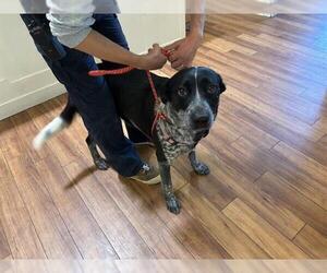 Mutt Dogs for adoption in Ojai, CA, USA