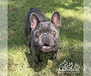 French Bulldog Dogs for adoption in Irvine, CA, USA
