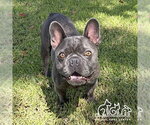 LARRY - Male French Bulldog Dog for Adoption - Small photo