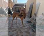 Small #23 German Shepherd Dog-Saluki Mix