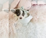 Small #3 Chihuahua