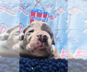 Great Dane Puppy for sale in ALVARADO, TX, USA