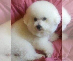 Father of the Bichon Frise puppies born on 09/09/2016