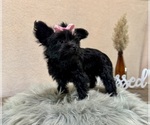 Small #5 YorkiePoo