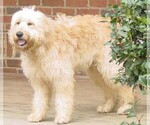 Small Photo #1 Labradoodle Puppy For Sale in KINGSTON, GA, USA