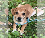 Small #15 Beagle Mix