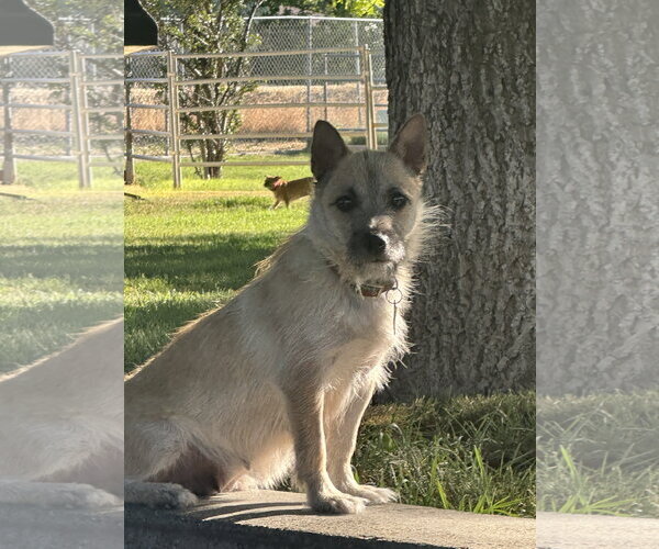 Medium Photo #6 Cairn Terrier Puppy For Sale in Sandy, UT, USA