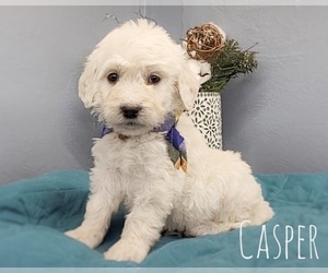 Goldendoodle Puppy for sale in CEDAR GAP, MO, USA