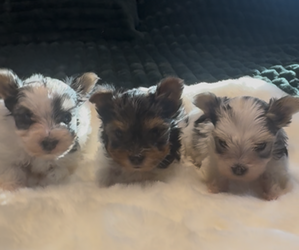 Yorkshire Terrier Litter for sale in FORT WORTH, TX, USA