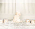 Small #7 Maltipoo