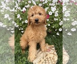 Pumpkin - Female Goldendoodle mix (+ Poodle Miniature) Puppy for Sale - Photo #2