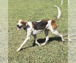 Small #1 Mutt