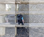 Small Photo #4 Labrador Retriever Puppy For Sale in SPRINGFIELD, MO, USA