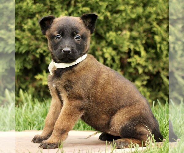 Medium Photo #4 Belgian Malinois Puppy For Sale in RONKS, PA, USA