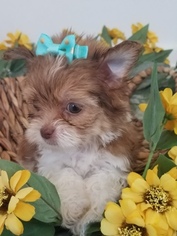 Shorkie Tzu Puppy for sale in FARMINGTON, MO, USA