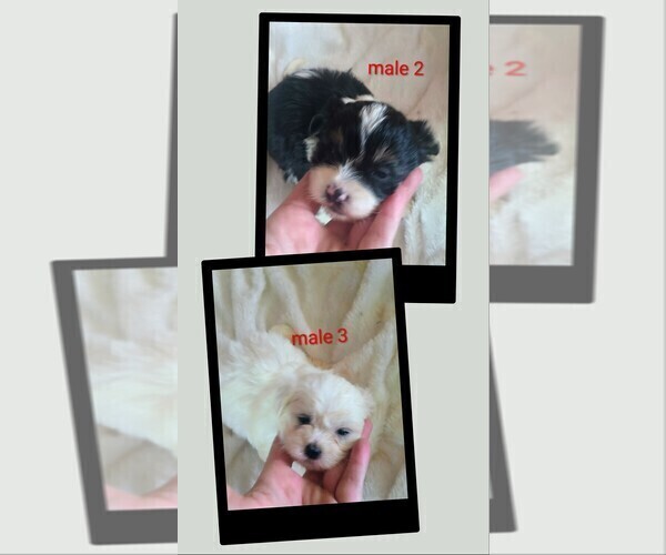 Medium Photo #2 Mal-Shi Puppy For Sale in WOBURN, MA, USA