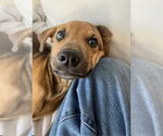 Small Photo #7 Labrador Retriever-Unknown Mix Puppy For Sale in Mooresville, NC, USA