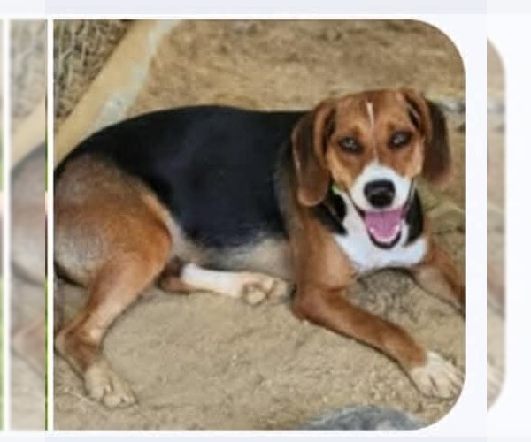 Medium Photo #4 Beagle-Unknown Mix Puppy For Sale in Westwood, NJ, USA