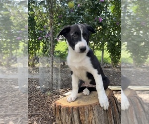 Border Collie Dog for Adoption in MELROSE PARK, Illinois USA