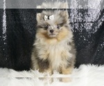 Puppy Poptart AKC Pomeranian