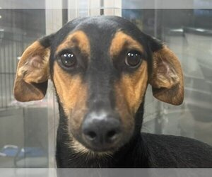 Dachshund-Unknown Mix Dogs for adoption in Lake Forest, CA, USA