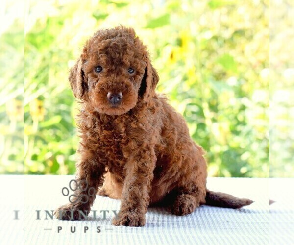 Medium Photo #5 Goldendoodle (Miniature) Puppy For Sale in SUNBURY, PA, USA