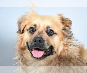 Shug Dogs for adoption in Fort Collins, CO, USA