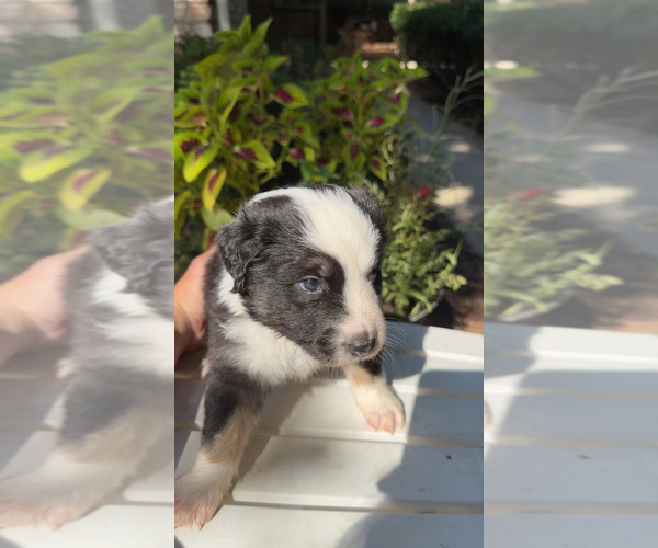 Medium Photo #2 Miniature Australian Shepherd Puppy For Sale in BLOOMINGTON, IN, USA