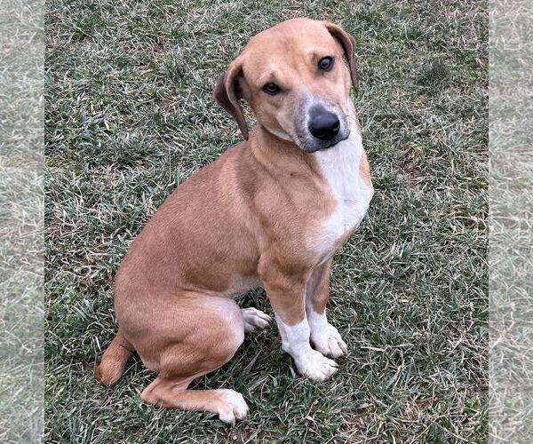 Medium Photo #3 Labbe Puppy For Sale in Batavia, OH, USA