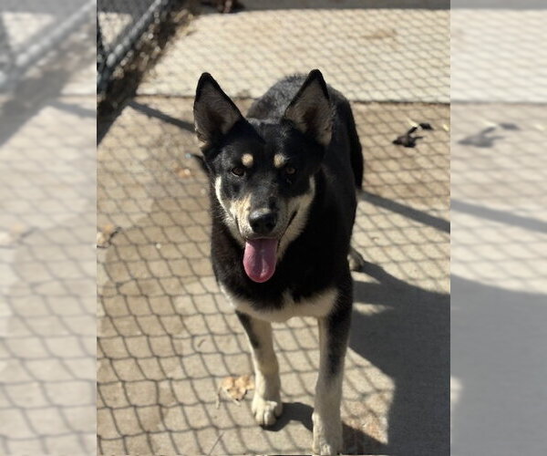 Medium Photo #1 Gerberian Shepsky Puppy For Sale in Tulsa, OK, USA