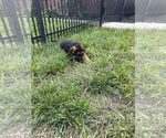 Small Photo #2 German Shepherd Dog Puppy For Sale in HEDGESVILLE, WV, USA