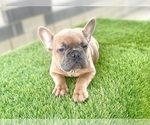 Small Photo #18 French Bulldog Puppy For Sale in SAN FRANCISCO, CA, USA