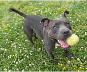American Pit Bull Terrier-Unknown Mix Dogs for adoption in Virginia Beach, VA, USA