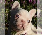 Small #4 French Bulldog