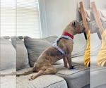 Small #2 American Pit Bull Terrier Mix