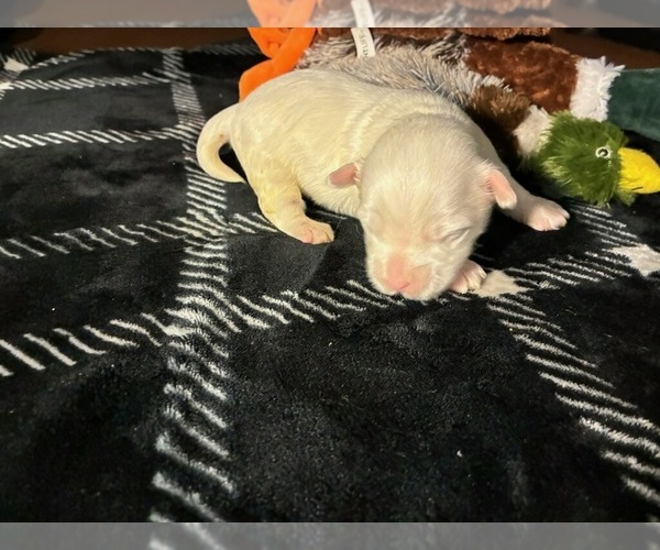 Medium Photo #1 Yorkshire Terrier Puppy For Sale in SCHERTZ, TX, USA