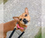 Small #1 Boston Terrier Mix